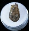 Partially Worn & Rooted Triceratops Tooth #12378-1